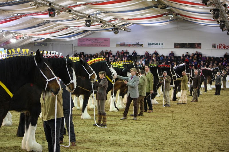 World’s largest gathering of Shire horses event – date for 2015