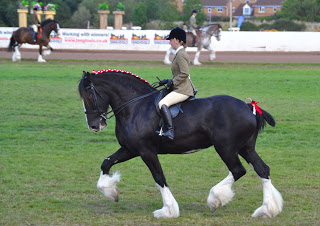 History to be made at world’s largest gathering of Shire horses in Staffordshire in March