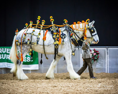 Visitors raring to attend the world’s largest gathering of Shire horses