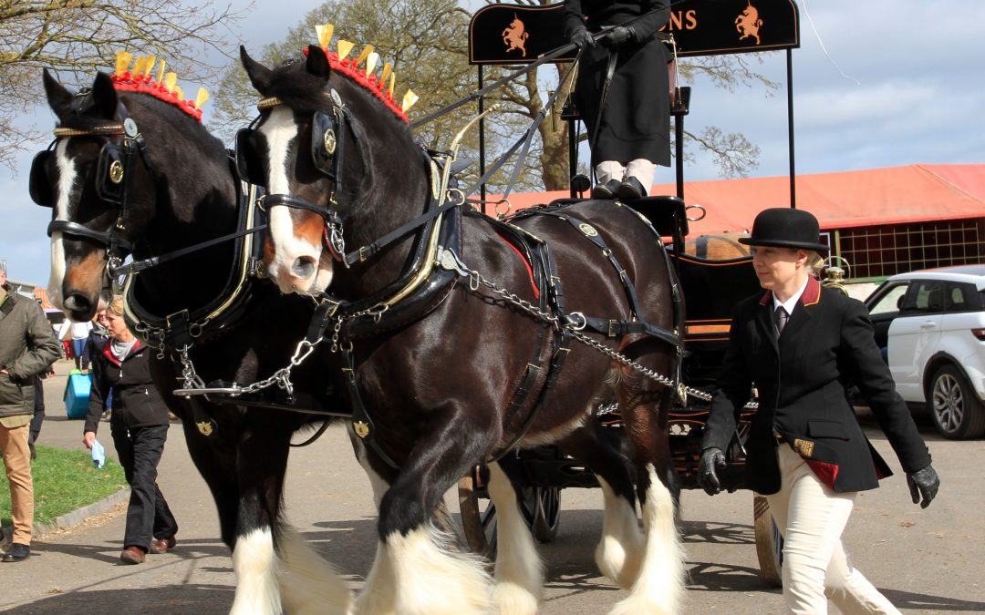 Magnificent Shire and dray trot into Stafford to promote world’s largest gathering of Shire horses