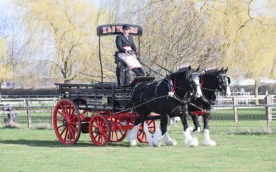 World’s largest gathering of Shire horses set to return to Newark next year for national show
